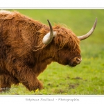 Vache Ã©cossaise de race Highland Cattle dans le marais de Blanquetaque. Le conservatoire du littoral utilise ces animaux pour entrenir le marais et Ã©viter qu'il ne se ferme. Saison : Printemps - Lieu : Marais de Blanquetaque, Noyelles-sur-mer, Baie de Somme, Somme, Picardie, France