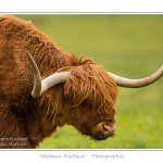 Vache Ã©cossaise de race Highland Cattle dans le marais de Blanquetaque. Le conservatoire du littoral utilise ces animaux pour entrenir le marais et Ã©viter qu'il ne se ferme. Saison : Printemps - Lieu : Marais de Blanquetaque, Noyelles-sur-mer, Baie de Somme, Somme, Picardie, France