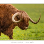 Vache Ã©cossaise de race Highland Cattle dans le marais de Blanquetaque. Le conservatoire du littoral utilise ces animaux pour entrenir le marais et Ã©viter qu'il ne se ferme. Saison : Printemps - Lieu : Marais de Blanquetaque, Noyelles-sur-mer, Baie de Somme, Somme, Picardie, France