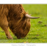 Vache Ã©cossaise de race Highland Cattle dans le marais de Blanquetaque. Le conservatoire du littoral utilise ces animaux pour entrenir le marais et Ã©viter qu'il ne se ferme. Saison : Printemps - Lieu : Marais de Blanquetaque, Noyelles-sur-mer, Baie de Somme, Somme, Picardie, France