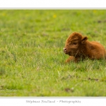 Vache Ã©cossaise de race Highland Cattle dans le marais de Blanquetaque. Le conservatoire du littoral utilise ces animaux pour entrenir le marais et Ã©viter qu'il ne se ferme. Saison : Printemps - Lieu : Marais de Blanquetaque, Noyelles-sur-mer, Baie de Somme, Somme, Picardie, France