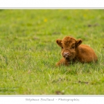 Vache Ã©cossaise de race Highland Cattle dans le marais de Blanquetaque. Le conservatoire du littoral utilise ces animaux pour entrenir le marais et Ã©viter qu'il ne se ferme. Saison : Printemps - Lieu : Marais de Blanquetaque, Noyelles-sur-mer, Baie de Somme, Somme, Picardie, France