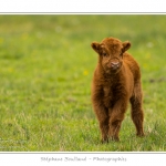 Vache Ã©cossaise de race Highland Cattle dans le marais de Blanquetaque. Le conservatoire du littoral utilise ces animaux pour entrenir le marais et Ã©viter qu'il ne se ferme. Saison : Printemps - Lieu : Marais de Blanquetaque, Noyelles-sur-mer, Baie de Somme, Somme, Picardie, France