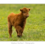 Vache Ã©cossaise de race Highland Cattle dans le marais de Blanquetaque. Le conservatoire du littoral utilise ces animaux pour entrenir le marais et Ã©viter qu'il ne se ferme. Saison : Printemps - Lieu : Marais de Blanquetaque, Noyelles-sur-mer, Baie de Somme, Somme, Picardie, France