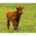 Vache Ã©cossaise de race Highland Cattle dans le marais de Blanquetaque. Le conservatoire du littoral utilise ces animaux pour entrenir le marais et Ã©viter qu'il ne se ferme. Saison : Printemps - Lieu : Marais de Blanquetaque, Noyelles-sur-mer, Baie de Somme, Somme, Picardie, France