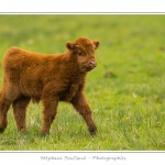 Vache Ã©cossaise de race Highland Cattle dans le marais de Blanquetaque. Le conservatoire du littoral utilise ces animaux pour entrenir le marais et Ã©viter qu'il ne se ferme. Saison : Printemps - Lieu : Marais de Blanquetaque, Noyelles-sur-mer, Baie de Somme, Somme, Picardie, France