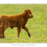 Vache Ã©cossaise de race Highland Cattle dans le marais de Blanquetaque. Le conservatoire du littoral utilise ces animaux pour entrenir le marais et Ã©viter qu'il ne se ferme. Saison : Printemps - Lieu : Marais de Blanquetaque, Noyelles-sur-mer, Baie de Somme, Somme, Picardie, France