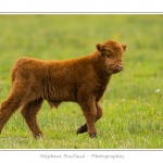 Vache Ã©cossaise de race Highland Cattle dans le marais de Blanquetaque. Le conservatoire du littoral utilise ces animaux pour entrenir le marais et Ã©viter qu'il ne se ferme. Saison : Printemps - Lieu : Marais de Blanquetaque, Noyelles-sur-mer, Baie de Somme, Somme, Picardie, France