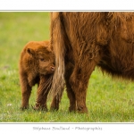 Vache Ã©cossaise de race Highland Cattle dans le marais de Blanquetaque. Le conservatoire du littoral utilise ces animaux pour entrenir le marais et Ã©viter qu'il ne se ferme. Saison : Printemps - Lieu : Marais de Blanquetaque, Noyelles-sur-mer, Baie de Somme, Somme, Picardie, France