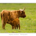 Vache Ã©cossaise de race Highland Cattle dans le marais de Blanquetaque. Le conservatoire du littoral utilise ces animaux pour entrenir le marais et Ã©viter qu'il ne se ferme. Saison : Printemps - Lieu : Marais de Blanquetaque, Noyelles-sur-mer, Baie de Somme, Somme, Picardie, France