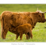 Vache Ã©cossaise de race Highland Cattle dans le marais de Blanquetaque. Le conservatoire du littoral utilise ces animaux pour entrenir le marais et Ã©viter qu'il ne se ferme. Saison : Printemps - Lieu : Marais de Blanquetaque, Noyelles-sur-mer, Baie de Somme, Somme, Picardie, France