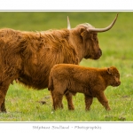 Vache Ã©cossaise de race Highland Cattle dans le marais de Blanquetaque. Le conservatoire du littoral utilise ces animaux pour entrenir le marais et Ã©viter qu'il ne se ferme. Saison : Printemps - Lieu : Marais de Blanquetaque, Noyelles-sur-mer, Baie de Somme, Somme, Picardie, France