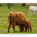 Vache Ã©cossaise de race Highland Cattle dans le marais de Blanquetaque. Le conservatoire du littoral utilise ces animaux pour entrenir le marais et Ã©viter qu'il ne se ferme. Saison : Printemps - Lieu : Marais de Blanquetaque, Noyelles-sur-mer, Baie de Somme, Somme, Picardie, France
