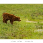 Vache Ã©cossaise de race Highland Cattle dans le marais de Blanquetaque. Le conservatoire du littoral utilise ces animaux pour entrenir le marais et Ã©viter qu'il ne se ferme. Saison : Printemps - Lieu : Marais de Blanquetaque, Noyelles-sur-mer, Baie de Somme, Somme, Picardie, France