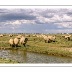 Moutons de prés-salés au Cap Hornu