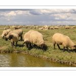 Moutons de prés-salés au Cap Hornu