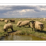 Moutons de prés-salés au Cap Hornu