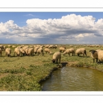 Moutons de prés-salés au Cap Hornu