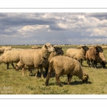 Moutons de prés-salés au Cap Hornu