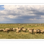 Moutons de prés-salés au Cap Hornu