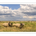 Moutons de prés-salés au Cap Hornu