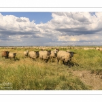 Moutons de prés-salés au Cap Hornu