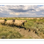 Moutons de prés-salés au Cap Hornu