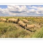 Moutons de prés-salés au Cap Hornu