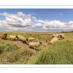 Moutons de prés-salés au Cap Hornu