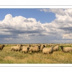 Moutons de prés-salés au Cap Hornu