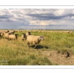 Moutons de prés-salés au Cap Hornu