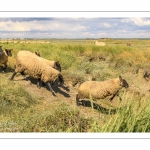 Moutons de prés-salés au Cap Hornu