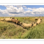 Moutons de prés-salés au Cap Hornu