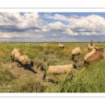 Moutons de prés-salés au Cap Hornu