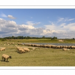 Moutons de prés-salés au Cap Hornu