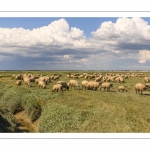 Moutons de prés-salés au Cap Hornu