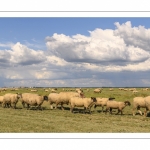 Moutons de prés-salés au Cap Hornu