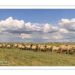 Moutons de prés-salés au Cap Hornu