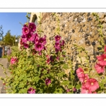 Les rues de la citée médiévale de Saint-Valery au printemps