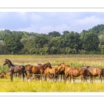 Troupeau de chevaux en pâture entre Noyelles et Saint-Valery