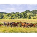 Troupeau de chevaux en pâture entre Noyelles et Saint-Valery