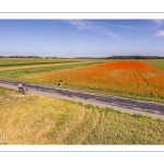 Les champs de coquelicots près de Pendé