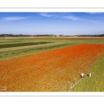 Les champs de coquelicots près de Pendé