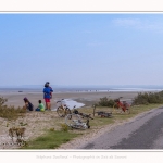 Saison : été - Lieu : Le Hourdel, Baie de Somme, Somme, Hauts-de-France, France.