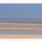 Saison : été - Lieu : Le Hourdel, Baie de Somme, Somme, Hauts-de-France, France.