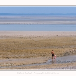Saison : été - Lieu : Le Hourdel, Baie de Somme, Somme, Hauts-de-France, France.