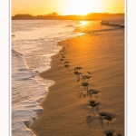 Traces de pas sur la plage du Hourdel en baie de Somme au petit matin - Saison : Hiver - Lieu : Le Hourdel, Baie de Somme, Somme, Picardie, Hauts-de-France, France - Footsteps on the Hourdel beach in the Bay of Somme in the early morning - Season: Winter - Location: Le Hourdel, Somme Bay, Somme, Picardie, Hauts-de-France, France