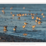 Bécasseaux Sanderling (Calidris alba - Sanderling) sur la plage du hourdel en Baie de Somme. - Saison : Hiver - Lieu : Le Hourdel, Baie de Somme, Somme, Picardie, Hauts-de-France, France. Sanderling (Calidris alba - Sanderling) sandpipers on the hourdel beach in the Somme Bay. - Season: Winter - Location: Le Hourdel, Somme Bay, Somme, Picardie, Hauts-de-France, France