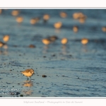 Bécasseaux Sanderling (Calidris alba - Sanderling) sur la plage du hourdel en Baie de Somme. - Saison : Hiver - Lieu : Le Hourdel, Baie de Somme, Somme, Picardie, Hauts-de-France, France. Sanderling (Calidris alba - Sanderling) sandpipers on the hourdel beach in the Somme Bay. - Season: Winter - Location: Le Hourdel, Somme Bay, Somme, Picardie, Hauts-de-France, France