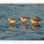 Bécasseaux Sanderling (Calidris alba - Sanderling) sur la plage du hourdel en Baie de Somme. - Saison : Hiver - Lieu : Le Hourdel, Baie de Somme, Somme, Picardie, Hauts-de-France, France. Sanderling (Calidris alba - Sanderling) sandpipers on the hourdel beach in the Somme Bay. - Season: Winter - Location: Le Hourdel, Somme Bay, Somme, Picardie, Hauts-de-France, France